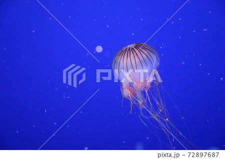 赤クラゲ 72897687