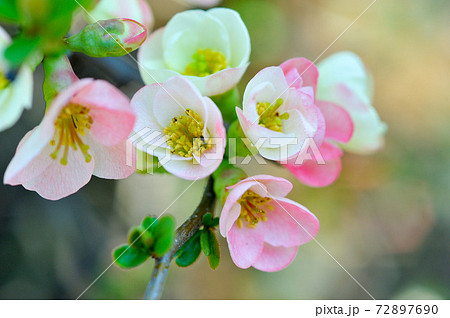 ボケの花 72897690