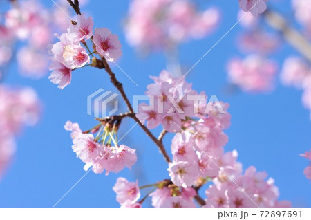 満開の桜 72897691