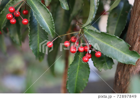 冬の花壇に咲く南天の赤い実の写真素材 冬の花壇に咲く南天の赤い実の写真素材