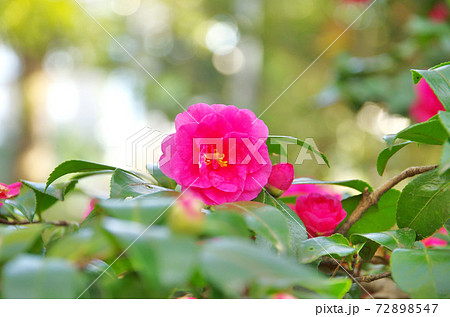 寒椿の花の写真素材