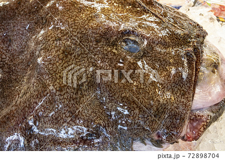 アンコウ 鮟鱇 あんこう キアンコウ 冬 魚 茨城 大洗 冬の味覚 名物 鮮魚の写真素材