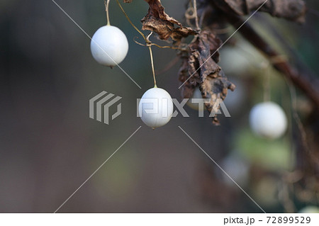 初冬の小さな白い、スズメウリの実 72899529