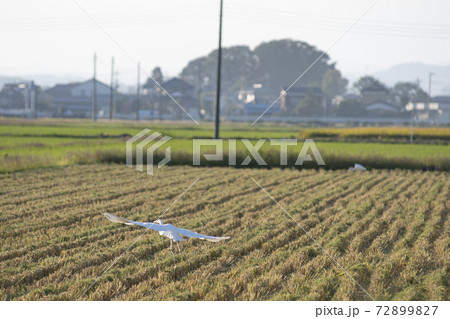 金鑚神社 埼玉県 本庄市 千代田 神社 境内 建築 金鑚神社 埼玉県 本庄市 千代田 神社 境内 建築 72899827