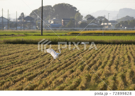 金鑚神社 埼玉県　本庄市　千代田　神社　境内　建築 72899828