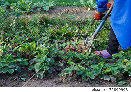 Woman weed the weeds of strawberry in field, work process Woman weed the weeds of strawberry in field, work process 72899998