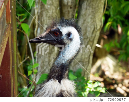 エミューのアップ 72900077