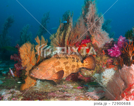 アカマダラハタとオオイソバナ (タチャイ島、シミラン諸島、タイ王国) 72900688