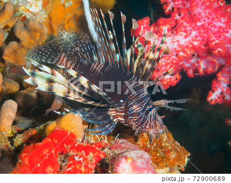 珊瑚に囲まれたハナミノカサゴ (タチャイ島、シミラン諸島、タイ王国) 72900689
