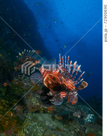 珊瑚礁を泳ぐハナミノカサゴ (リチェリューロック、スリン諸島、タイ王国) 珊瑚礁を泳ぐハナミノカサゴ (リチェリューロック、スリン諸島、タイ王国) 72900690