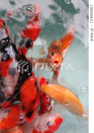 エサを欲しがる金魚達 エサを欲しがる金魚達 72900867
