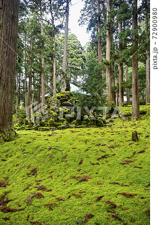 苔むした平泉寺白山神社の境内(福井県勝山市) 苔むした平泉寺白山神社の境内(福井県勝山市) 72900980