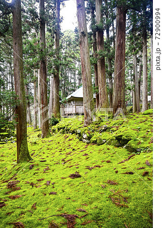 苔むした平泉寺白山神社の境内（福井県勝山市） 72900994