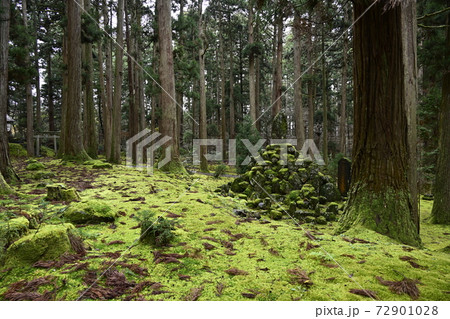 苔むした平泉寺白山神社の境内（福井県勝山市） 72901028