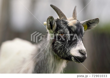White and black american pygmy Cameroon goat closeup detail on head with horns White and black american pygmy Cameroon goat closeup detail on head with horns 72901033