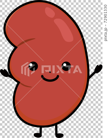 健康的腎臟 72901330