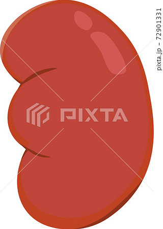 腎臓枠なし 72901331