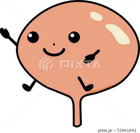 健康な膀胱 健康な膀胱 72901641