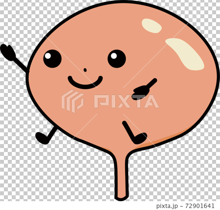 健康な膀胱 健康な膀胱 72901641