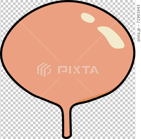 膀胱枠あり 72901643