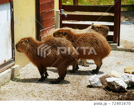 オニテンジクネズミ 鬼天竺鼠 カピバラの写真素材