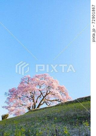 夜明けの桜(上の平の一本桜) 夜明けの桜(上の平の一本桜) 72901867