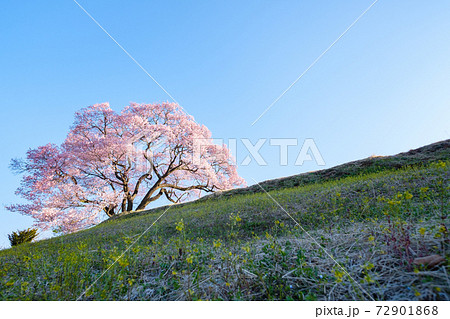 夜明けの桜(上の平の一本桜) 夜明けの桜(上の平の一本桜) 72901868
