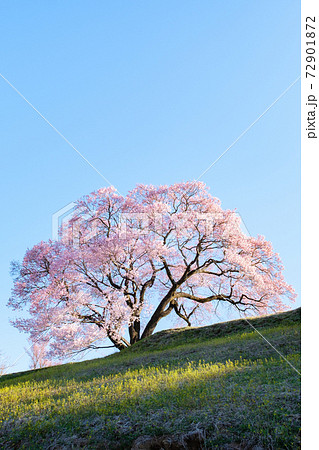 夜明けの桜（上の平の一本桜） 72901872