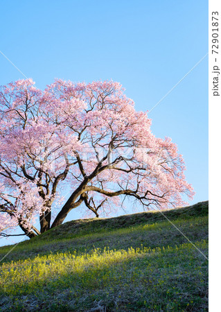 夜明けの桜(上の平の一本桜) 夜明けの桜(上の平の一本桜) 72901873