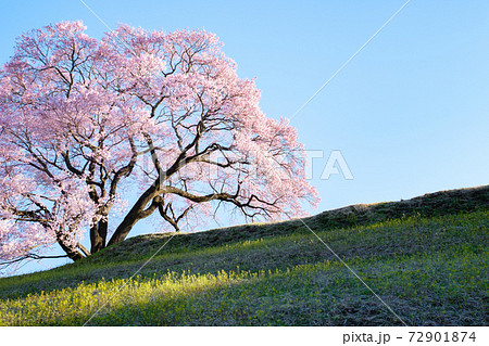 夜明けの桜（上の平の一本桜） 72901874