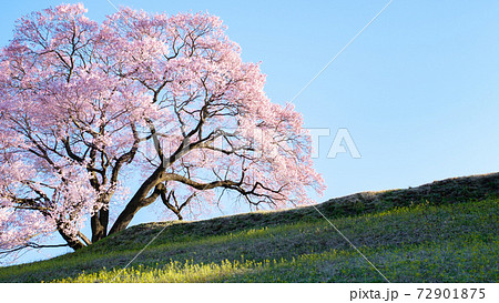 夜明けの桜（上の平の一本桜） 72901875