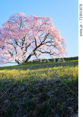 夜明けの桜(上の平の一本桜) 夜明けの桜(上の平の一本桜) 72901878