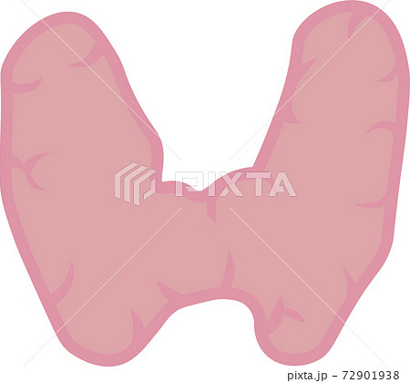 甲状腺枠なし 72901938