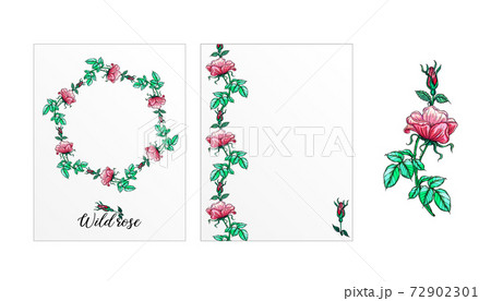 a set of postcards with rose flowers. Pink flowers. Rose. 72902301