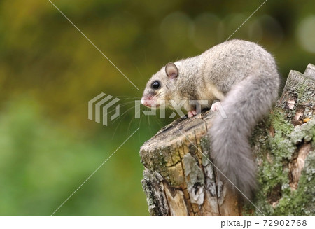 Adorable fat dormouse Glis glis 72902768