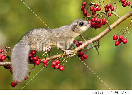 Fat dormouse Glis glis on branch of hawthorn Fat dormouse Glis glis on branch of hawthorn 72902772