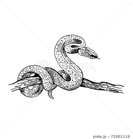 Snake On A Tree Branch Hand Drawn Snake In のイラスト素材