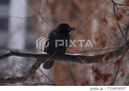 枝に留まるカラス 72903697