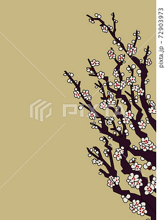 梅の花(白梅) 梅の花(白梅) 72903973
