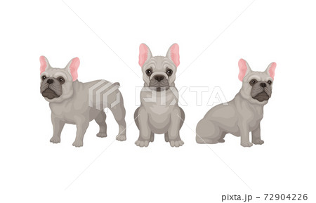 French Bulldog As Domestic Breed Sitting And のイラスト素材