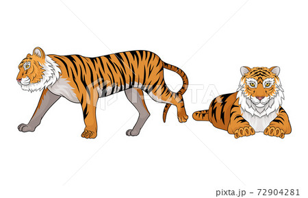 Tiger as Large Cat Specie with Dark Vertical Stripes on Orange-brown Fur Vector Set Tiger as Large Cat Specie with Dark Vertical Stripes on Orange-brown Fur Vector Set 72904281
