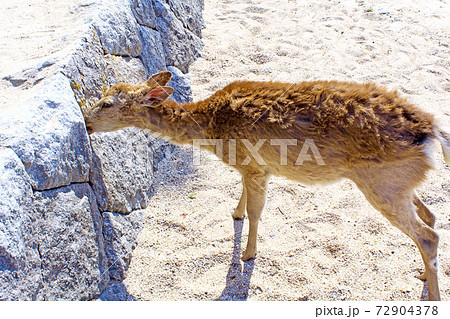 【広島】初夏の宮島 砂浜の石垣で自由気ままに遊ぶ鹿 【広島】初夏の宮島 砂浜の石垣で自由気ままに遊ぶ鹿 72904378