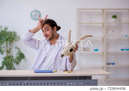 Young male paleontologist examining goat head at lab Young male paleontologist examining goat head at lab 72904406
