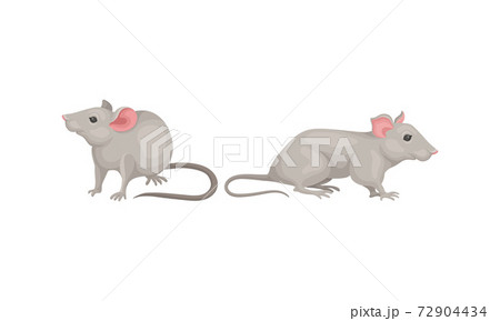 Mouse as Small Rodent with Rounded Ears and Grey Coat in Different Poses Vector Set 72904434