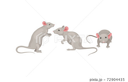 Mouse as Small Rodent with Rounded Ears and Grey Coat in Different Poses Vector Set 72904435