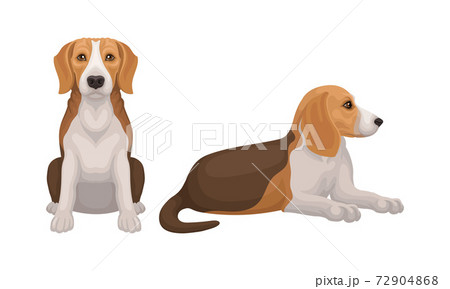 Various Poses of Dog Beagle as Small Hound Breed Vector Set 72904868