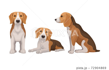 Various Poses of Dog Beagle as Small Hound Breed Vector Set 72904869