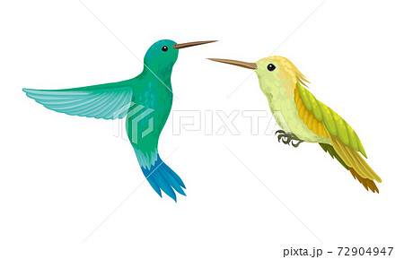 Colibri or Hummingbird with Beating Wings and Bright Plumage Vector Set 72904947