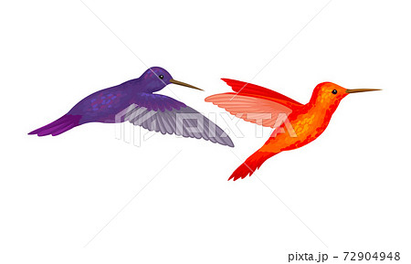 Colibri or Hummingbird with Beating Wings and Bright Plumage Vector Set 72904948