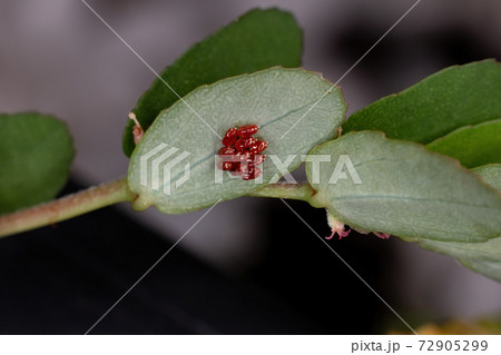 Red True Bugs eggs Red True Bugs eggs 72905299